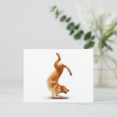 おもしろい犬 ポストカード (スタンド正面)