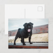 おもしろい犬 ポストカード (正面/裏面)