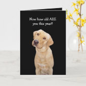 おもしろい犬/ラボ誕生日 カード (黄色い花)