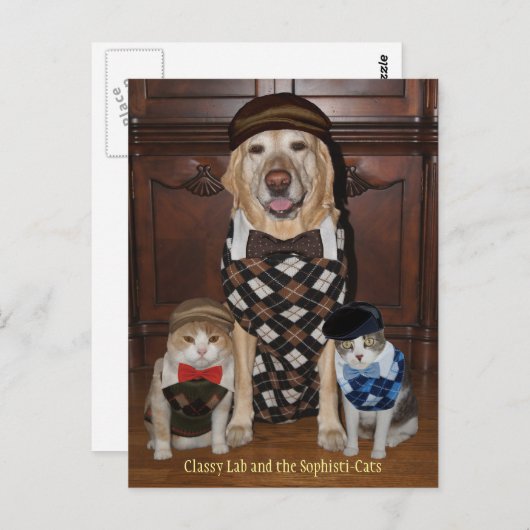 おもしろい犬/ラボ&セーターアーガイルの猫 ポストカード (正面/裏面)
