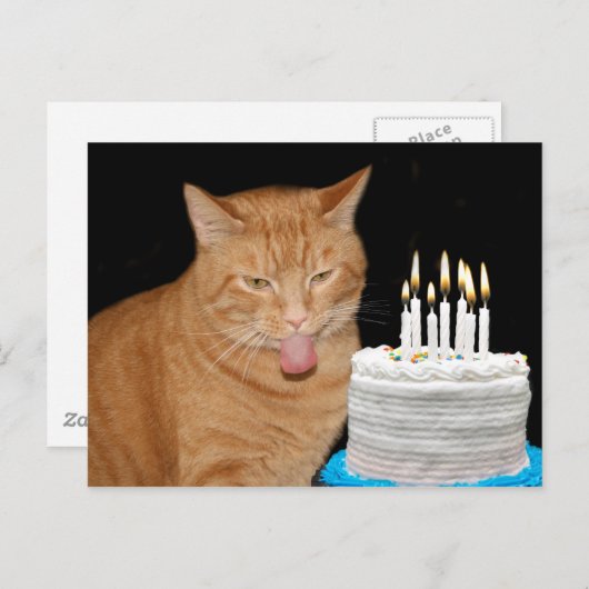 おもしろい猫の誕生日 ポストカード (正面/裏面)