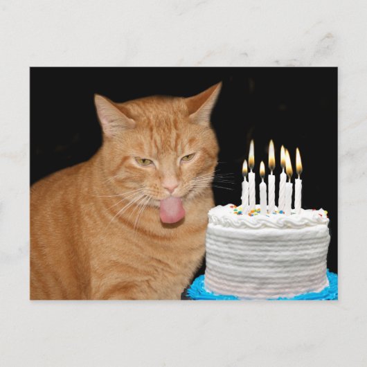おもしろい猫の誕生日 ポストカード (正面)