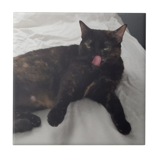 おもしろい猫写真（舌を出す）、タイル タイル (正面)
