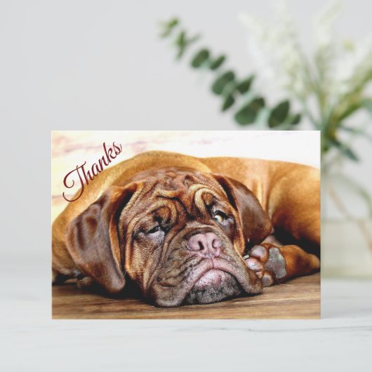 おもしろい眠り不機嫌な犬のペット感謝してい動物 サンキューカード (スタンド正面)