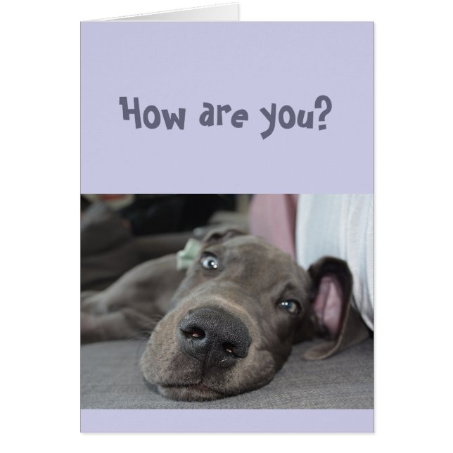 おもしろい社交的に恋しく思する大きな犬 (正面)