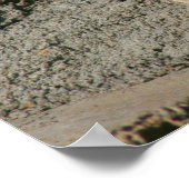 おもしろい笑う大羊かラム ポスター (角)