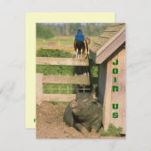 おもしろい納屋周囲の庭ファームパーティーピーコック&ホッグ招待状 招待状 (正面/裏面)