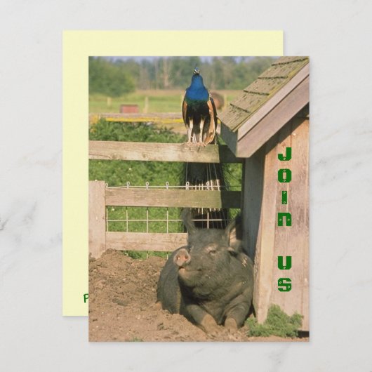おもしろい納屋周囲の庭ファームパーティーピーコック&ホッグ招待状 招待状 (正面/裏面)