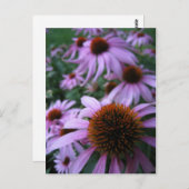 おもしろい花 ポストカード (正面/裏面)