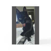おもしろい誕生日カード50th cat