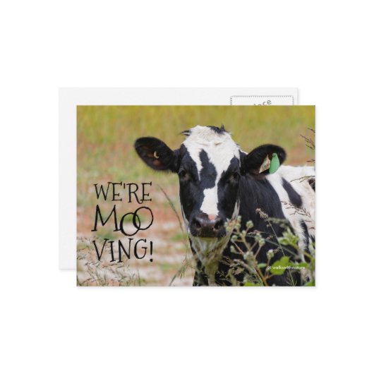 「おもしろい逃げモーてる！」 動くアナウンス牛 ポストカード (正面/裏面インサイチュ)