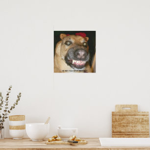 おもしろい顔GSD犬が真夜中食べ物を与え後に不可 ポスター