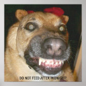 おもしろい顔GSD犬が真夜中食べ物を与え後に不可 ポスター (正面)