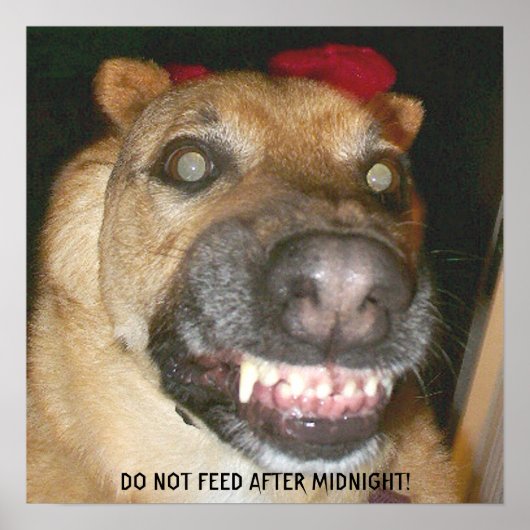 おもしろい顔GSD犬が真夜中食べ物を与え後に不可 ポスター (正面)