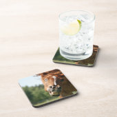 おもしろい馬の顔は、目がカールした熱狂する唇 コースター (右側)