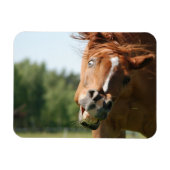 おもしろい馬の顔は、目がカールした熱狂する唇 マグネット (横)