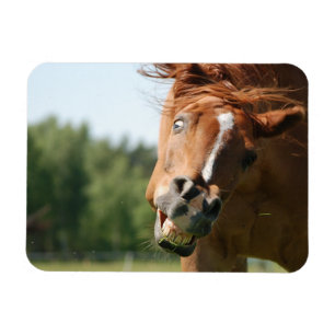 おもしろい馬の顔は、目がカールした熱狂する唇 マグネット
