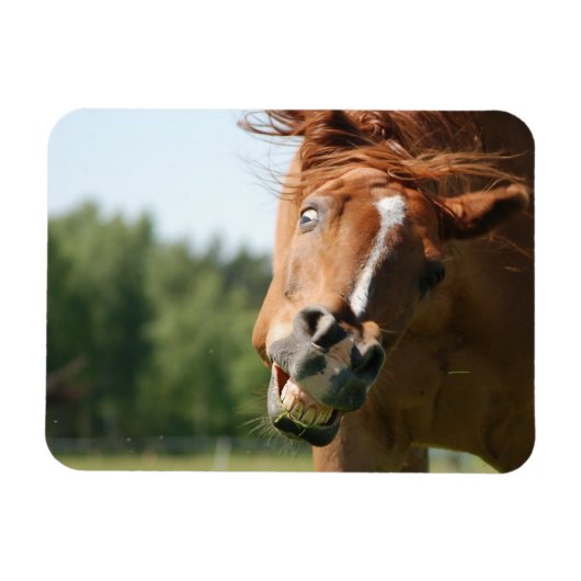 おもしろい馬の顔は、目がカールした熱狂する唇 マグネット (横)