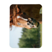 おもしろい馬の顔は、目がカールした熱狂する唇 マグネット (縦)