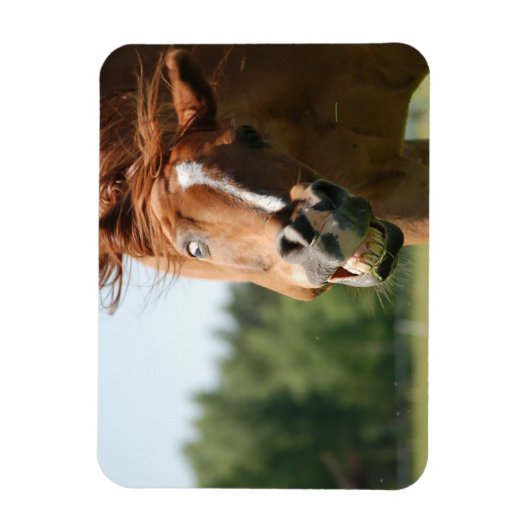 おもしろい馬の顔は、目がカールした熱狂する唇 マグネット (縦)