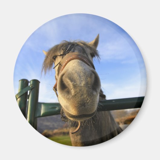 おもしろい馬 マグネット (正面)