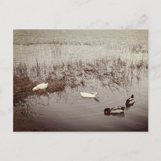 おもしろい2対のアヒル ポストカード (正面)