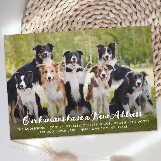 おもしろい 現代風 新しい住所 オーダーメイド ペット 犬 写真 案内状