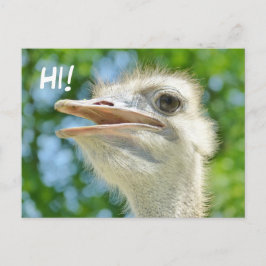 おもしろいAfrican Ostrich – ハイポストカード ポストカード
