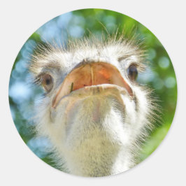 おもしろいOstrich – シール