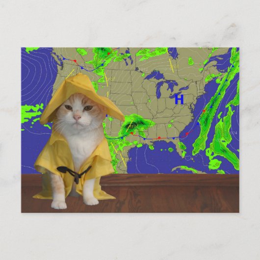 おもしろいYellow SlickerのCat/子猫Weatherman ポストカード (正面)