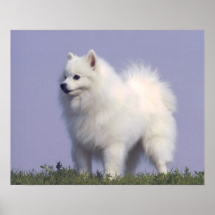 おもちゃのアメリカのエスキモー犬のプリント ポスター
