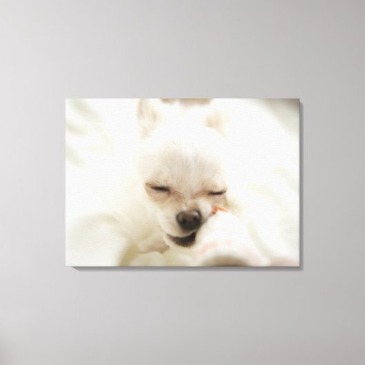 おもちゃを口に入れて持っている犬 キャンバスプリント (正面)