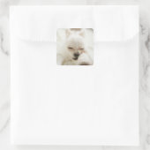 おもちゃを口に入れて持っている犬 スクエアシール (バッグ)