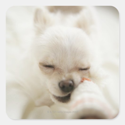 おもちゃを口に入れて持っている犬 スクエアシール (正面)