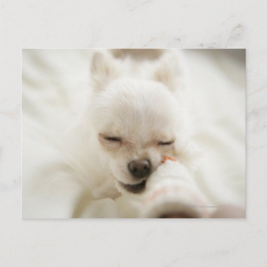 おもちゃを口に入れて持っている犬 ポストカード (正面)