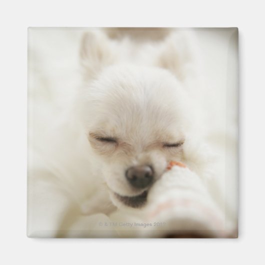 おもちゃを口に入れて持っている犬 マグネット (正面)