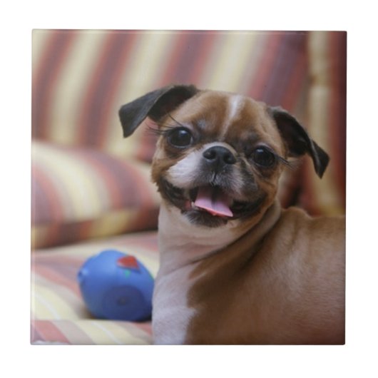 おもちゃ付きハッピードッグ タイル (正面)