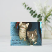 おやおや子猫はがき ポストカード (スタンド正面)