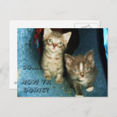 おやおや子猫はがき ポストカード (正面/裏面)