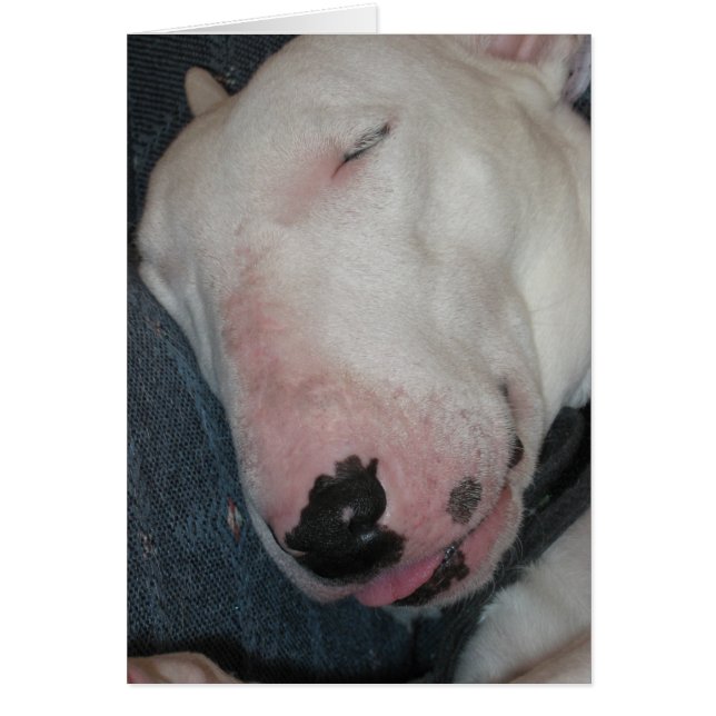 おやすみなさいは、堅く、間抜けな犬眠ります (正面)