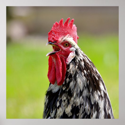 おんどりの鳴き声 ポスター (正面)