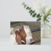 おバカなヤギ ポストカード (スタンド正面)