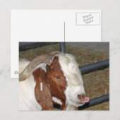 おバカなヤギ ポストカード (正面/裏面)