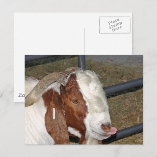 おバカなヤギ ポストカード (正面/裏面)