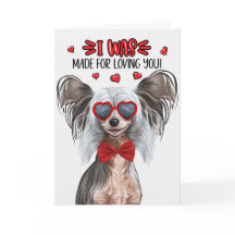 お中国の前を愛する紋付き毛なし犬バレンタイン