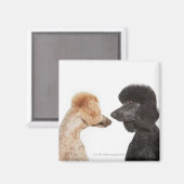 お互いを調べるプードル マグネット (正面/裏面)