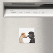 お互いを調べるプードル マグネット (インサイチュ (食洗機))