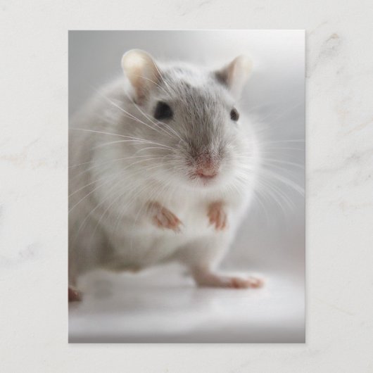 お会いできて嬉しい ポストカード (正面)