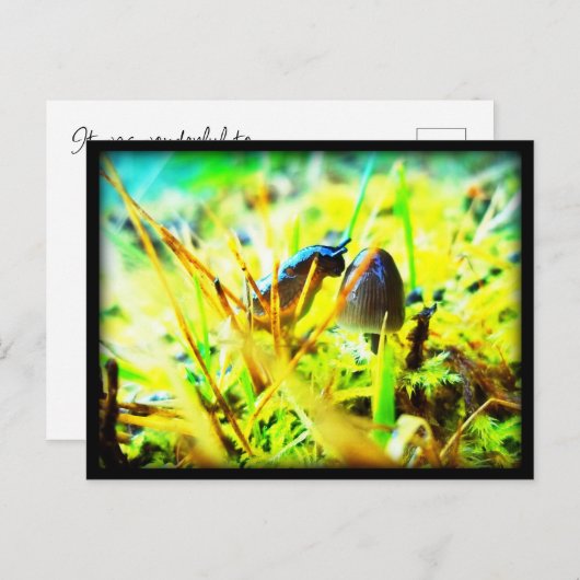 お会いできて素晴らしいナメクジとキノコ写真 ポストカード (正面/裏面)