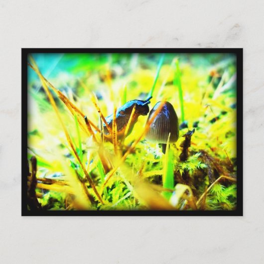 お会いできて素晴らしいナメクジとキノコ写真 ポストカード (正面)